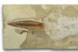 Cretaceous Fossil Sawfish-Like Ray (Libanopritis) - Lebanon #270252-2